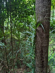 Freycinetia excelsa