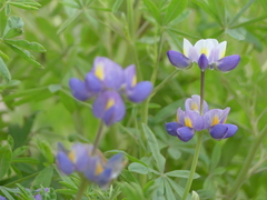 Lupinus pubescens