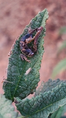 Dioprosopa clavata