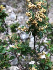 Pomaderris paniculosa