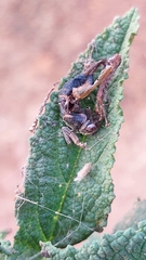 Dioprosopa clavata