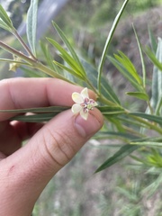 Gomphocarpus physocarpus