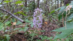 Liatris hesperelegans