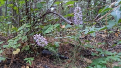 Liatris hesperelegans