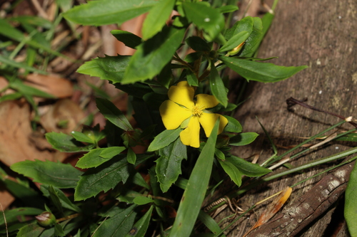 Image of Hibbertia diffusa by (c) Greg Tasney, some rights reserved (CC BY-SA)
