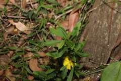 Hibbertia diffusa