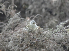 Camptostoma obsoletum
