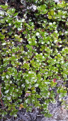 Arctostaphylos nummularia
