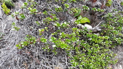 Arctostaphylos nummularia
