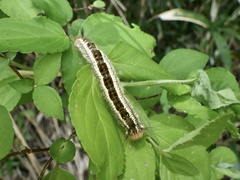 Euthrix albomaculata directa