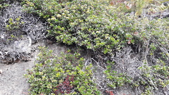 Arctostaphylos nummularia