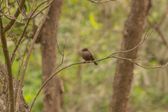 Pyrocephalus rubinus obscurus