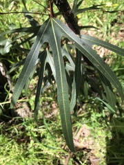 Brachychiton