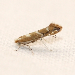 Lithocolletinae