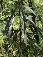 Brachychiton