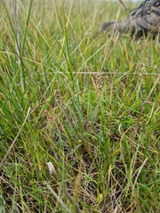 Plantago gaudichaudii