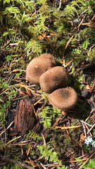 Lycoperdon nigrescens