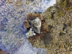 Evechinus chloroticus