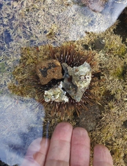 Evechinus chloroticus