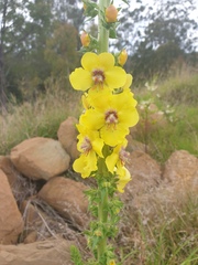 Verbascum virgatum