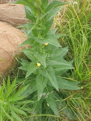 Verbascum virgatum