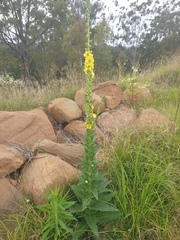Verbascum virgatum