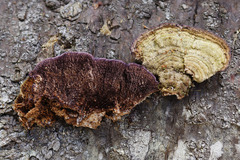 Trichaptum laricinum