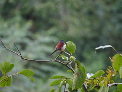 Lanius collurioides