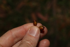Corymbia trachyphloia