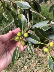 Ficus macrophylla