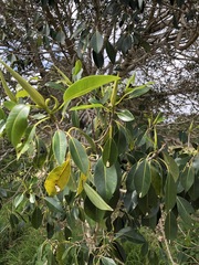 Ficus macrophylla
