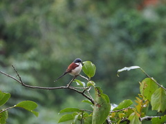 Lanius collurioides
