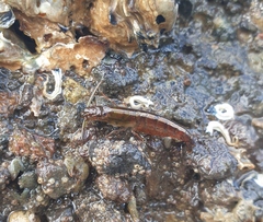 Betaeopsis aequimanus