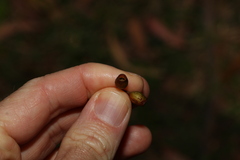 Corymbia trachyphloia