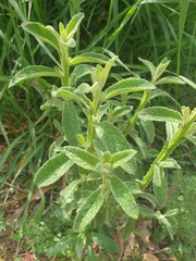 Pterocaulon redolens
