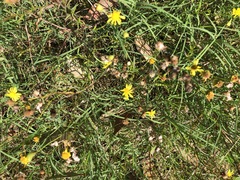 Senecio madagascariensis