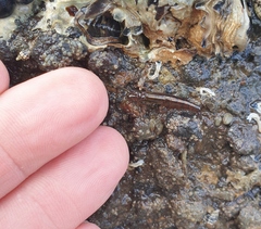 Betaeopsis aequimanus
