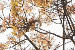 Sciurus stramineus