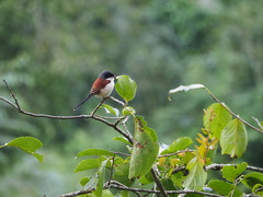 Lanius collurioides