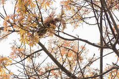 Sciurus stramineus