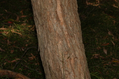 Corymbia trachyphloia