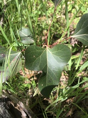 Brachychiton populneus