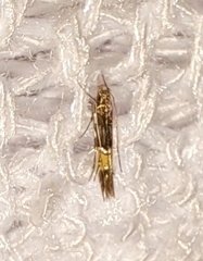 Cosmopterix