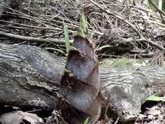 Phyllostachys edulis