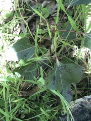 Brachychiton populneus
