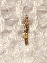 Cosmopterix