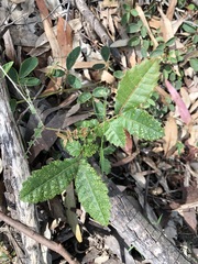 Alectryon tomentosus