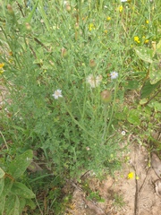 Vittadinia