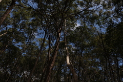 Corymbia trachyphloia