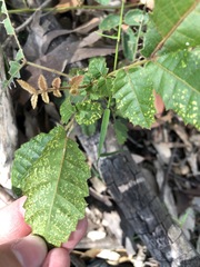 Alectryon tomentosus